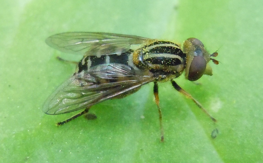 Anasimyia lineata  (Syrphidae), maschi e femmine